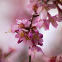 Pink Blossoms, April 2022