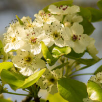 White Blossoms, May 2022